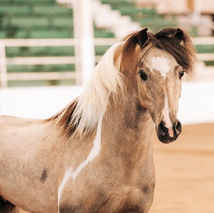 Zeus KS Show 2 25 W.jpg